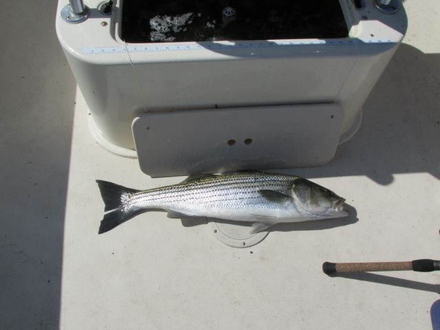 Merrimack river striped bass